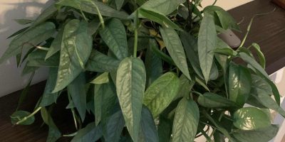 Cebu Blue Pothos plant