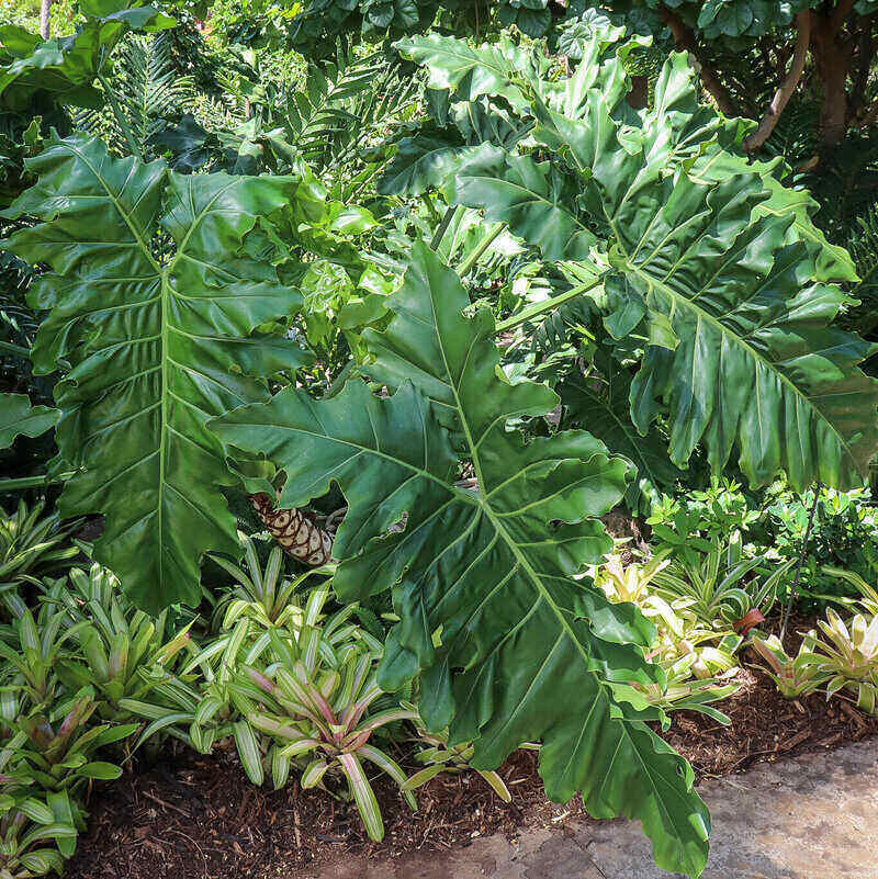 Philodendron x evansii