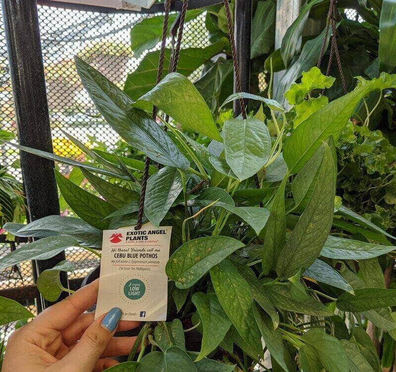 Cebu Blue Pothos fertilization 