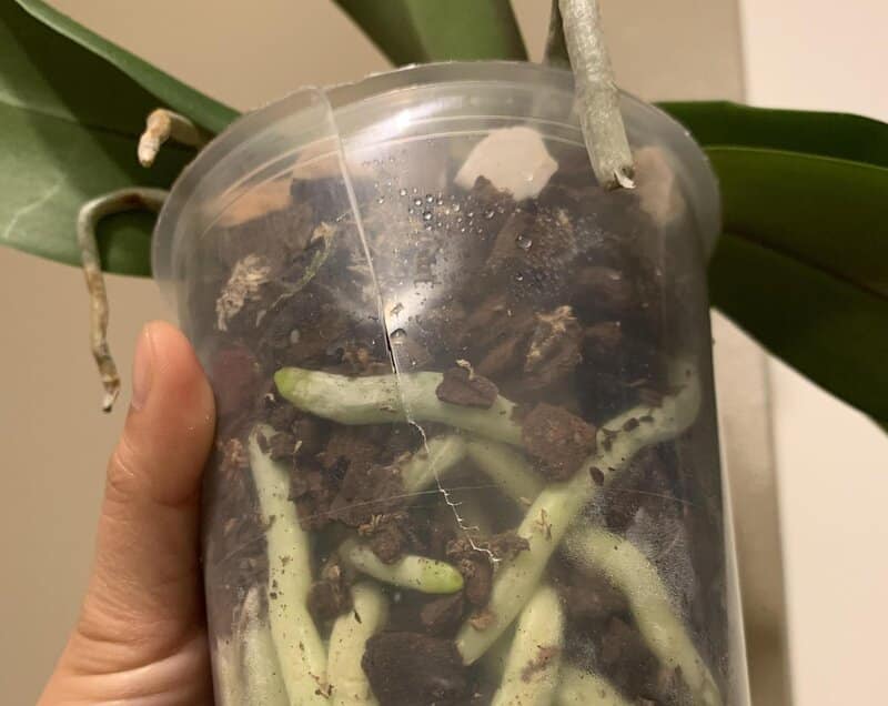 plastic pot for orchids to check the state of roots