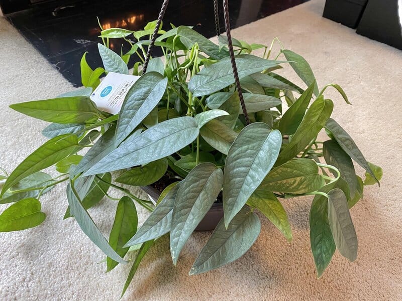 Cebu Blue Pothos humidity requirements