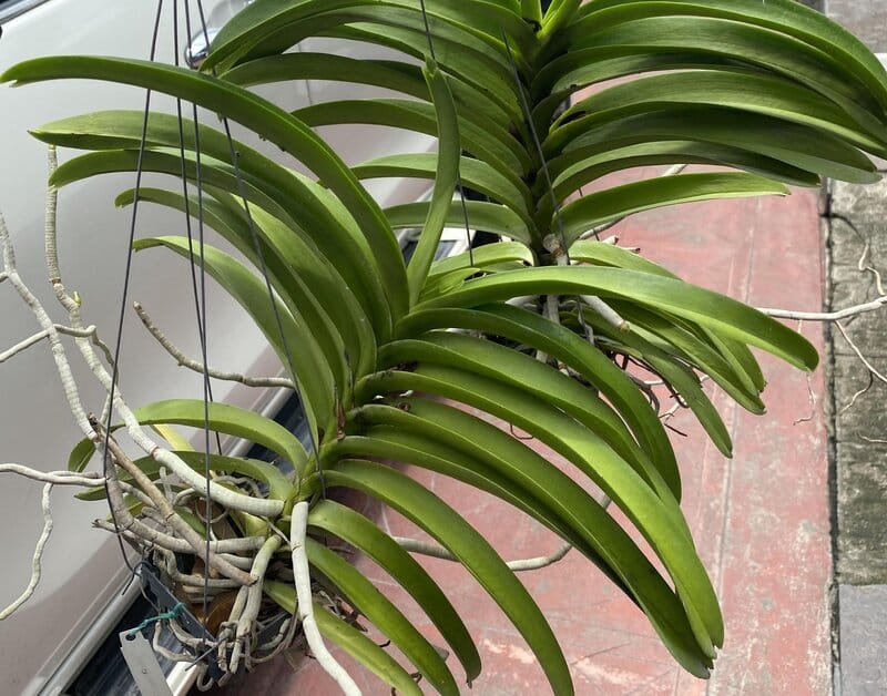 misting vanda orchid