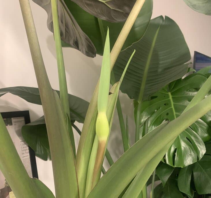 Fertilized Alocasia Regal Shield with Flower