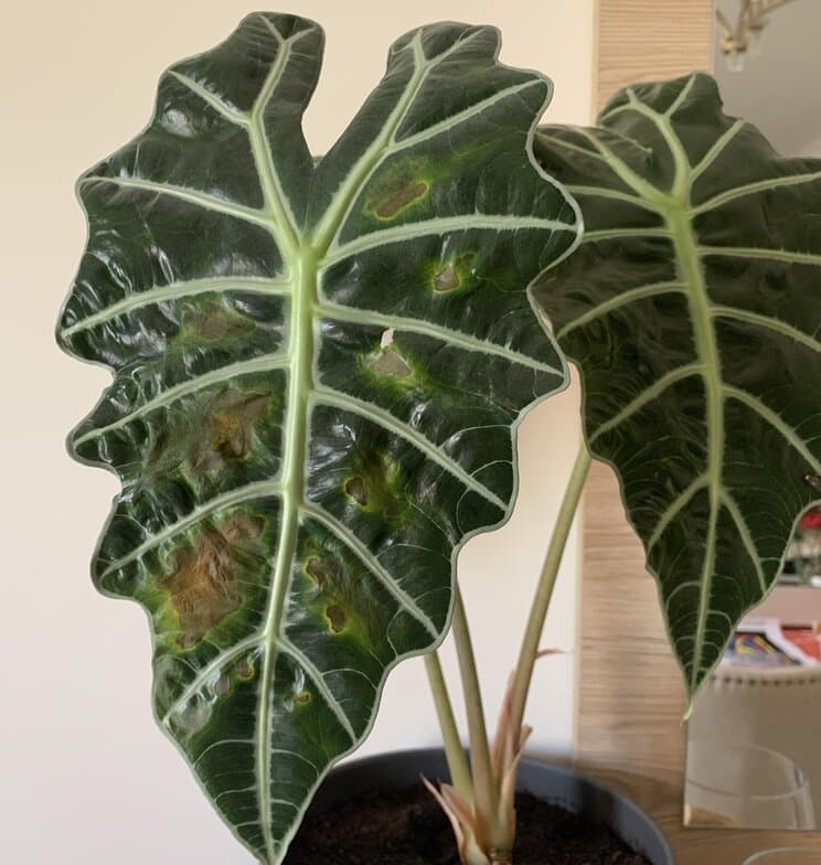 Overwatered Alocasta plant