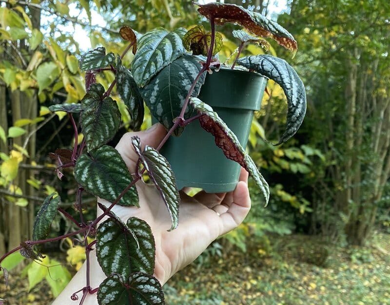 cissus discolor propagation