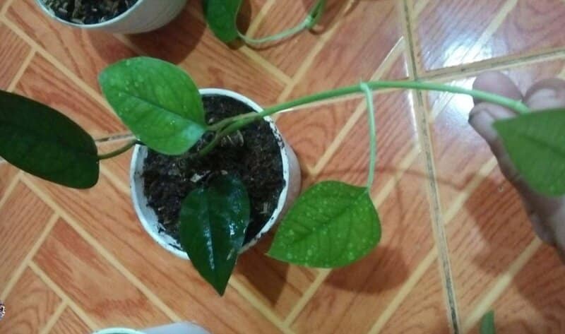 Cebu Blue Pothos propagation