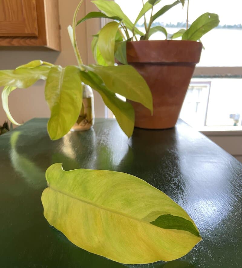 Lemon Lime philodendron pruning