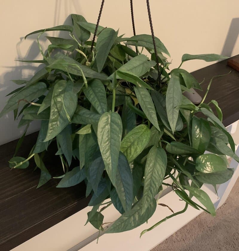 How often to repot Cebu Blue Pothos