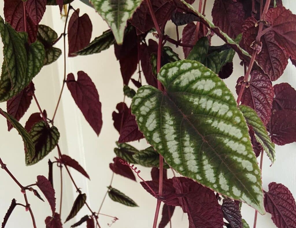 Cissus Discolor