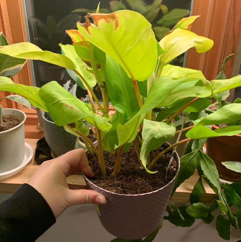 Golden Goddess philodendron soil requirements 