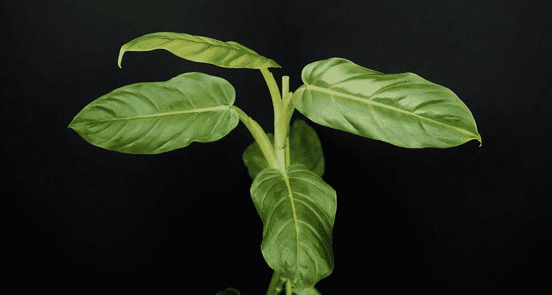 Philodendron subhastatum