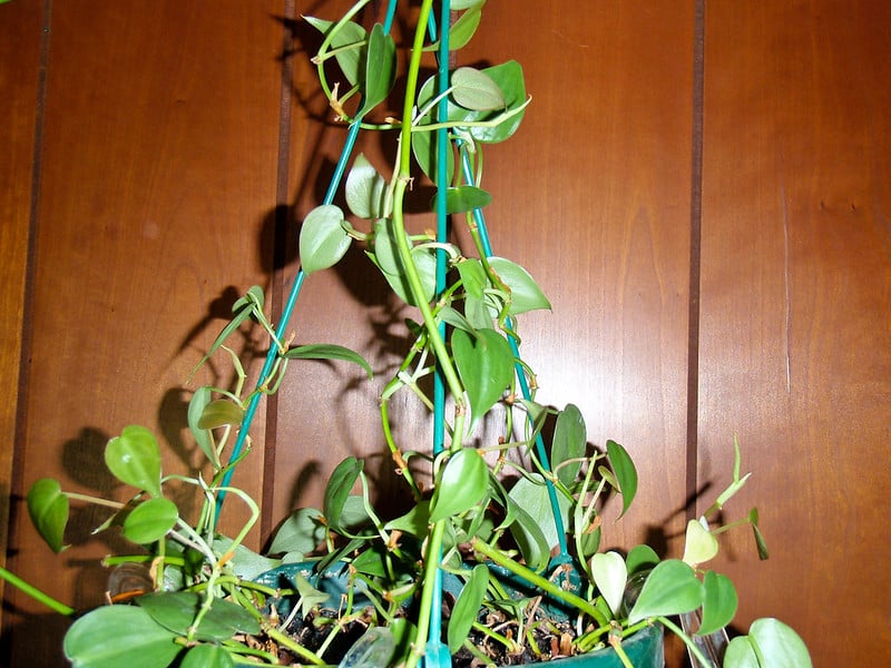 Heartleaf Philodendron aka Philodendron Scandens
