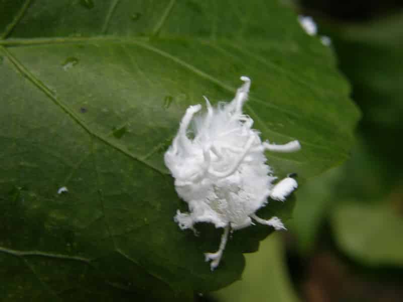 Scale insects