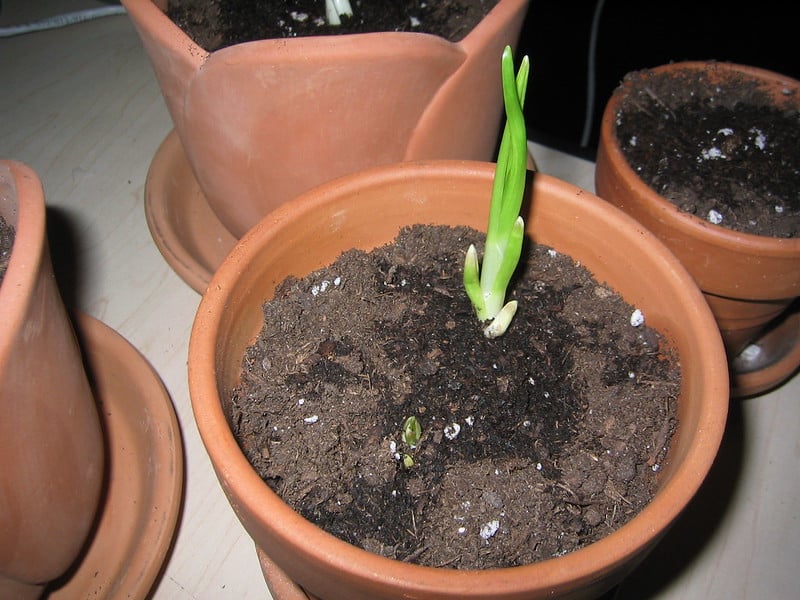 Use insecticide to treat tiny white bugs in soil