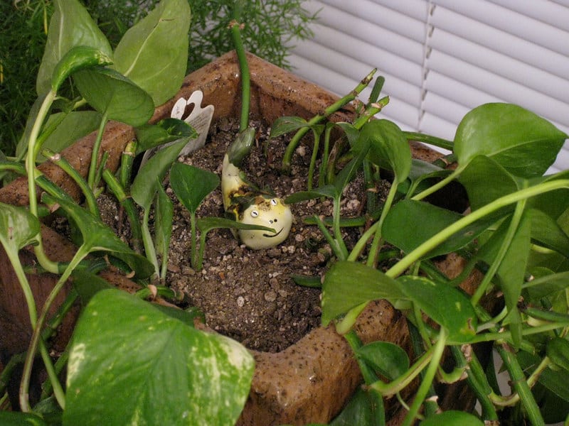 Manjula Pothos soil requirements