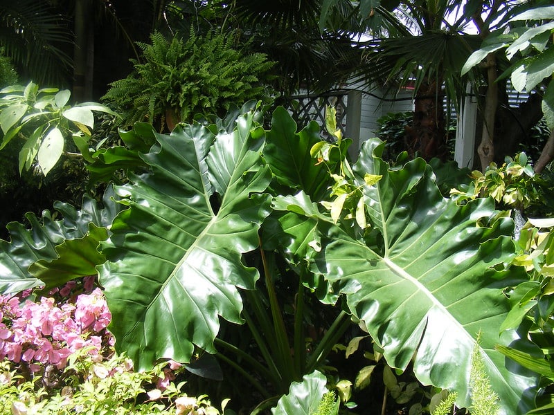 Philodendron speciosum