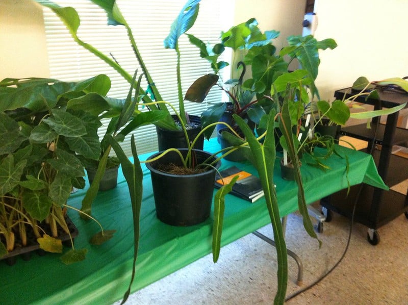 Philodendron Spiritus Sancti