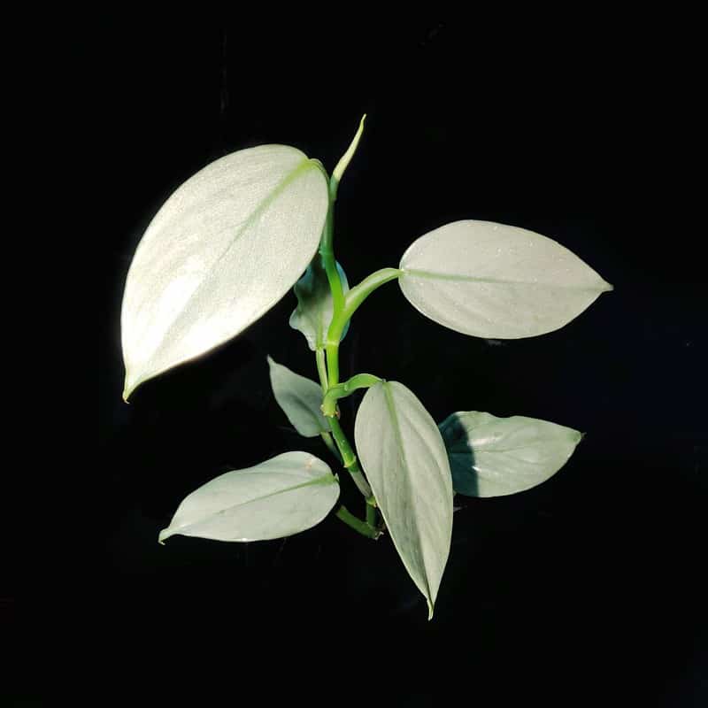 Philodendron hastatum aka Philodendron Silver Sword