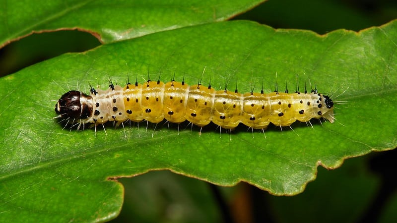 Tortrix moth caterpillar