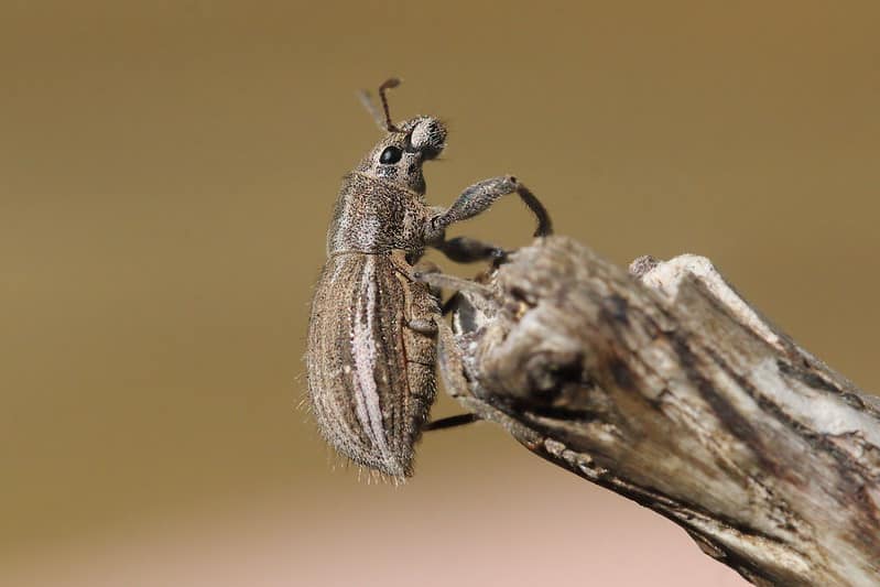 Vine Weevils
