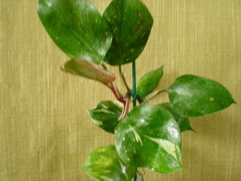 Philodendron White Knight