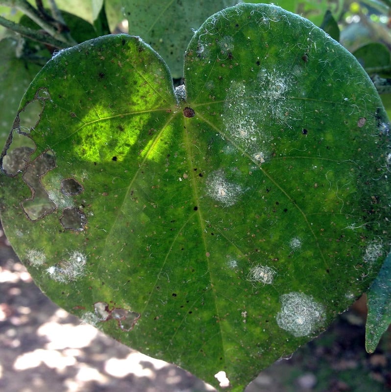 Whiteflies can be on leaves as well