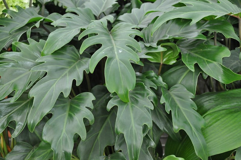 Philodendron xanadu