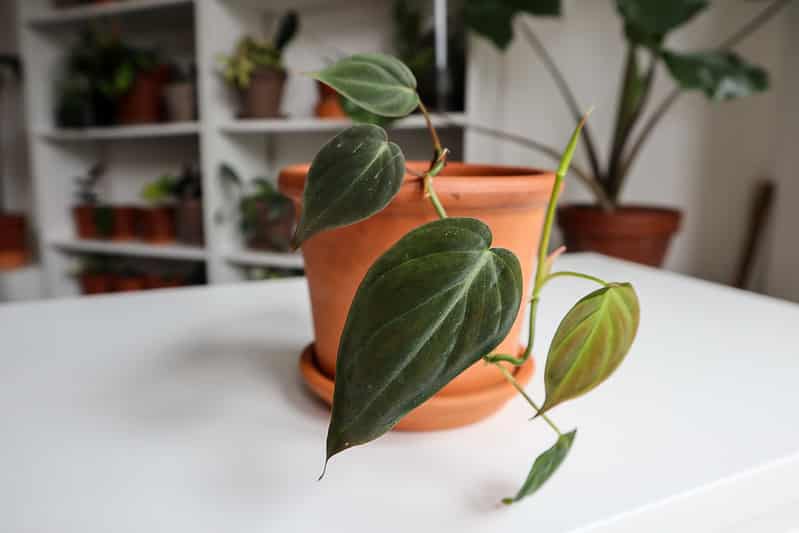 Watering Philodendron Micans