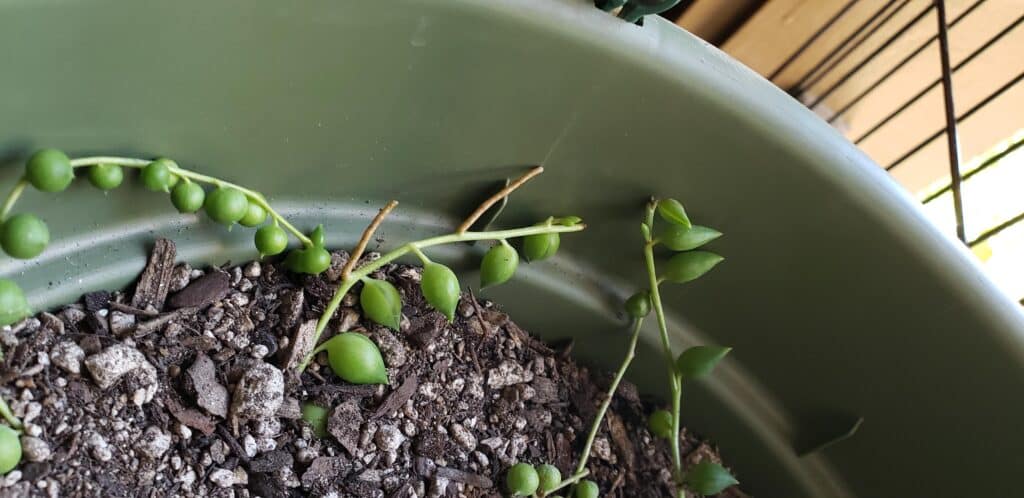 How to Propagate String of Pearls from cuttings