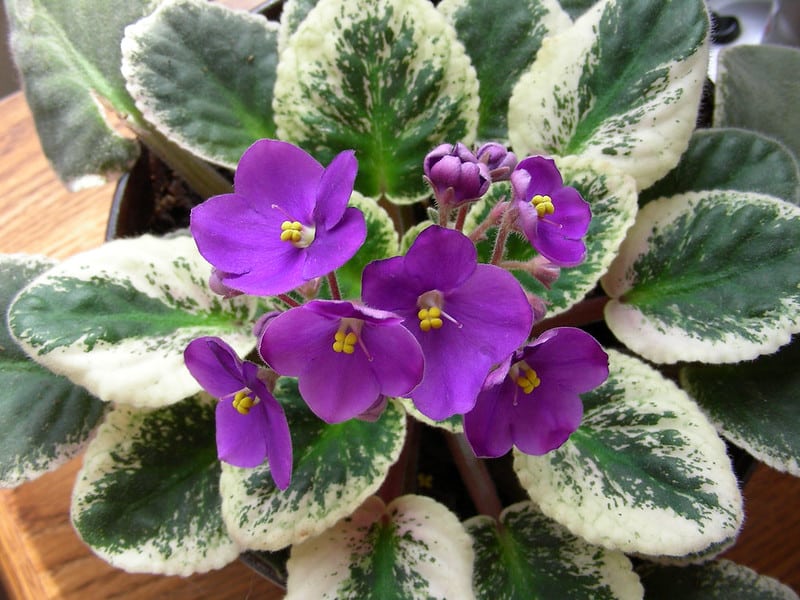 African violet plant