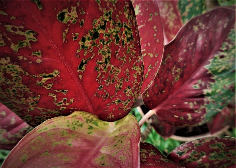 Aglaonema