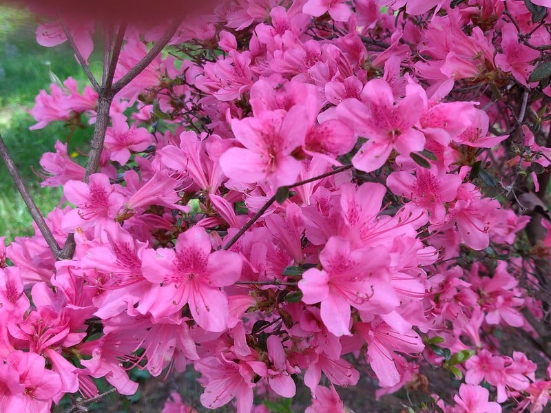 Azalea belongs to east facing window plants