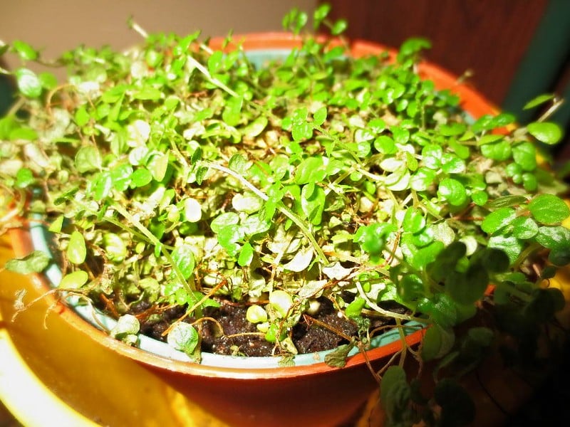 Baby's tears plant is among popular east facing window plants
