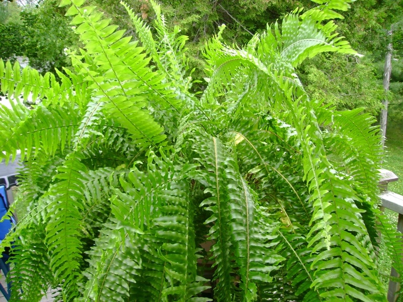 Boston fern is also among commonly kept east facing window plants