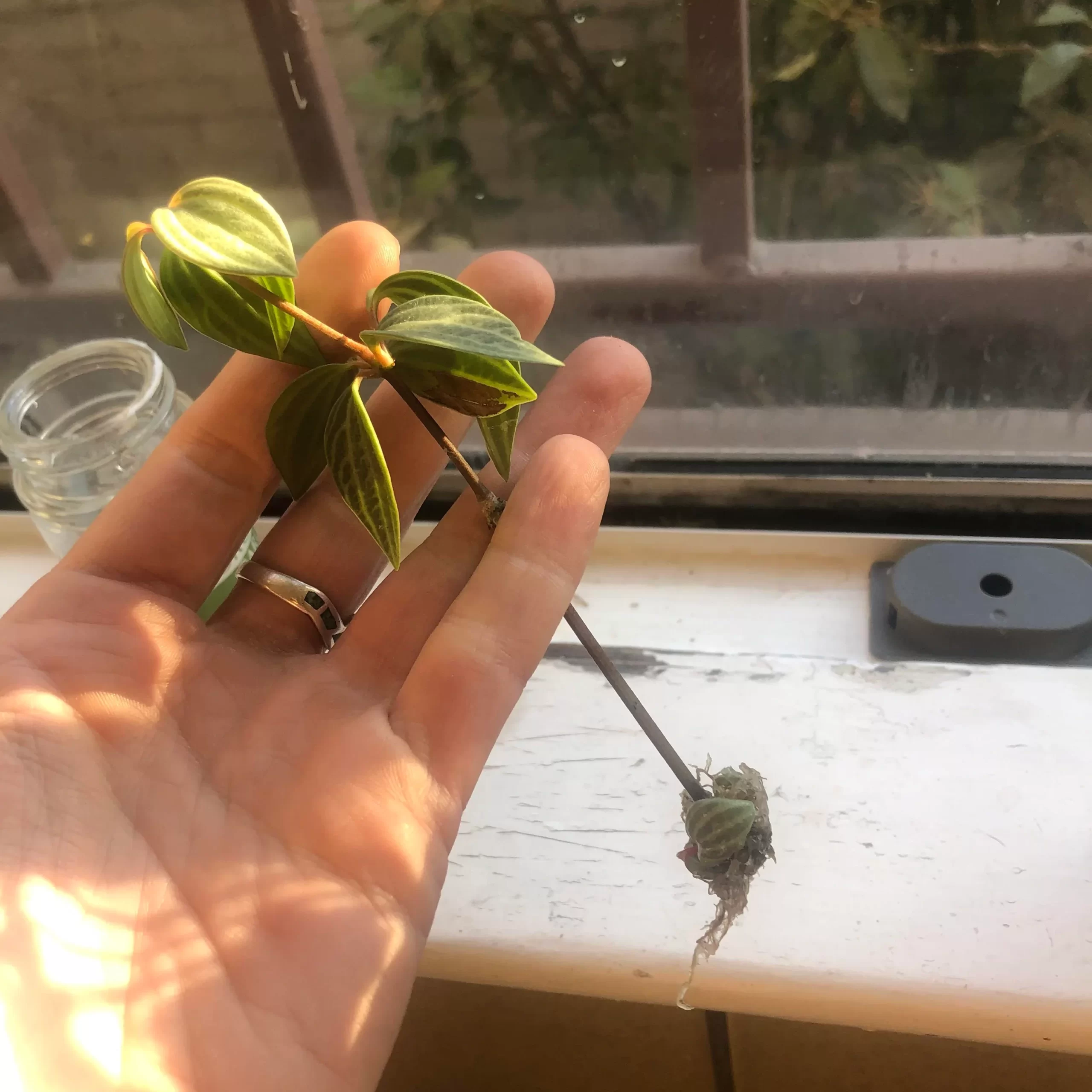 propagation Peperomia Puteolata
