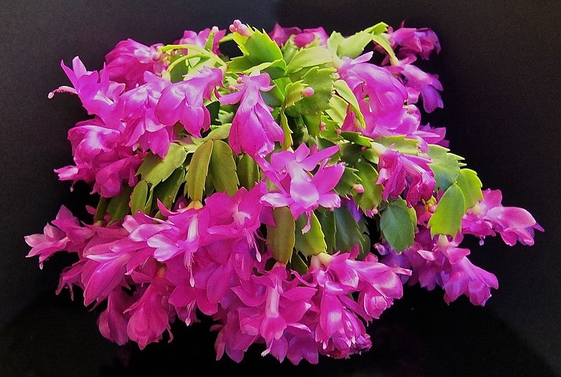 Christmas Cactus plant