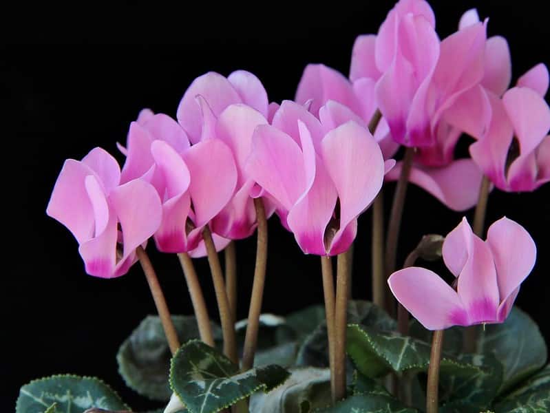 Cyclamen persicum
