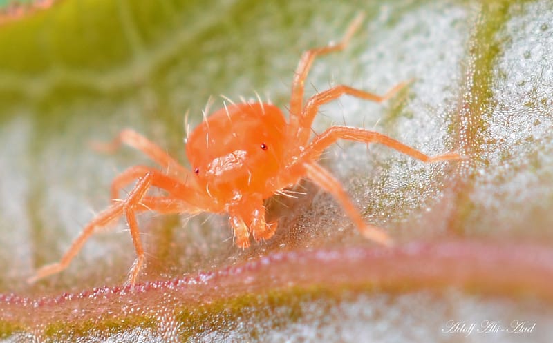 How to diagnose spider mites on plants?