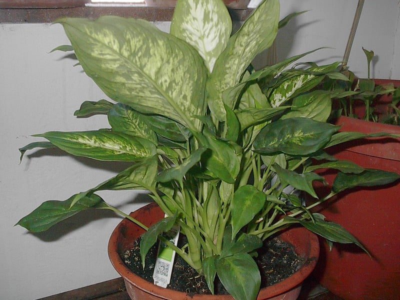 Dumb Cane plant