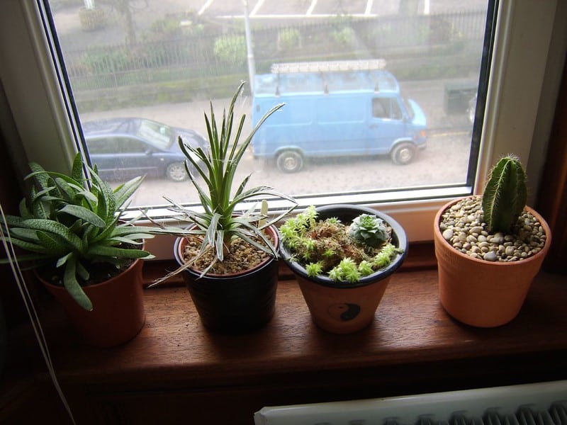 plants located on east-facing windows
