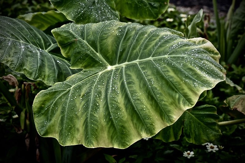 Elephant's ear plant