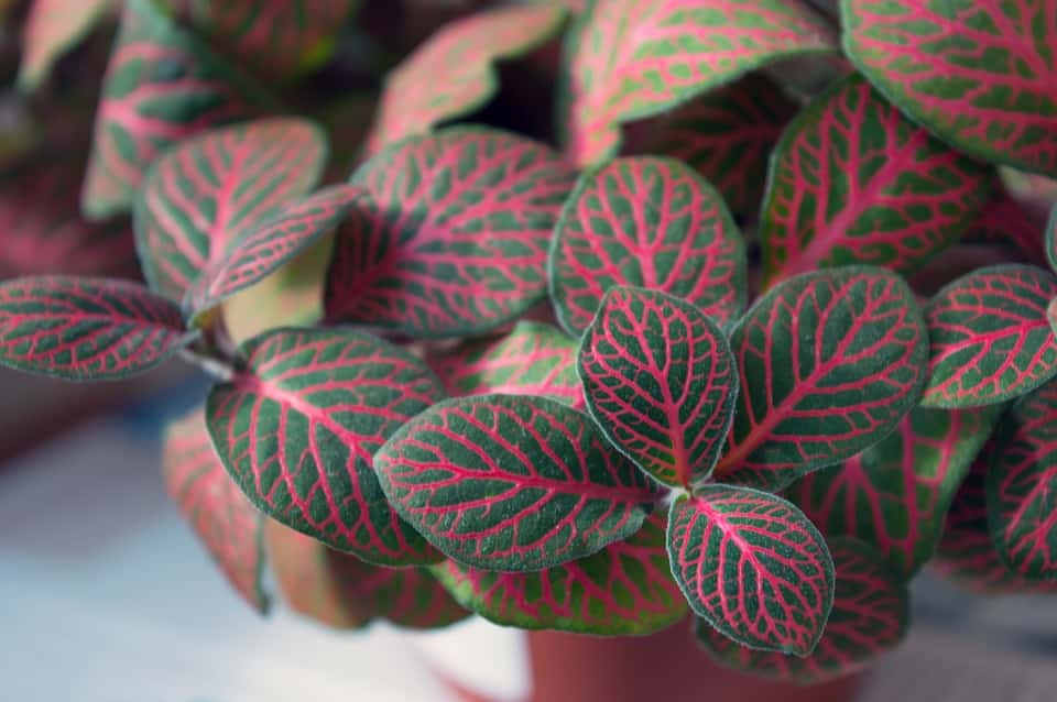 Nerve plant- fittonia