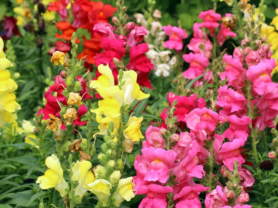 Snapdragon varieties