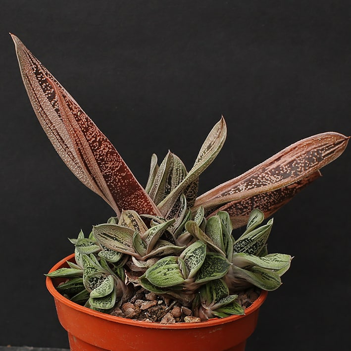 Gasteraloe Little Warty