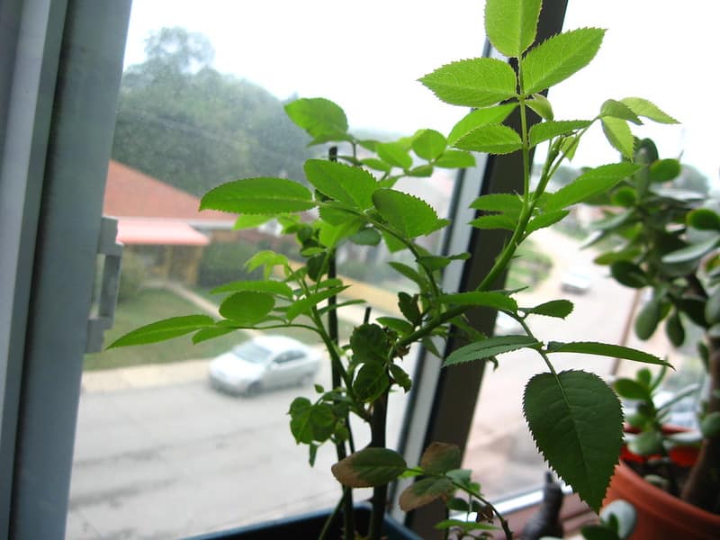 Maintain high humidity levels to prevent spider mites from attacking your plant