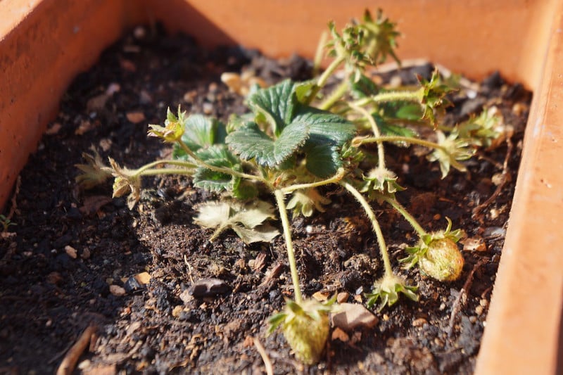 Mix water and hydrogen peroxide to eliminate fungus gnats