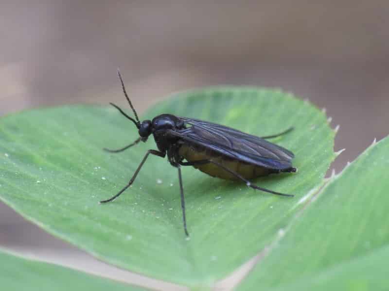 How to identify fungus gnats on plants?