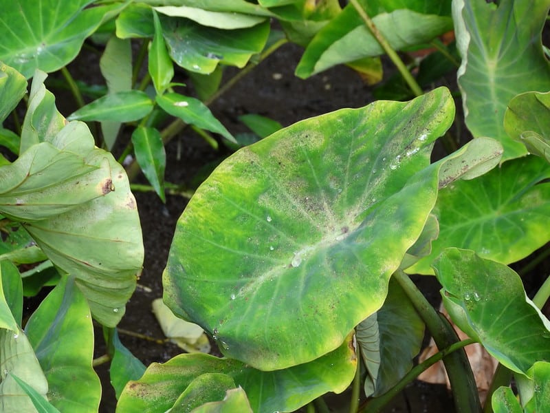 Debug a plant before taking it indoors if kept outside