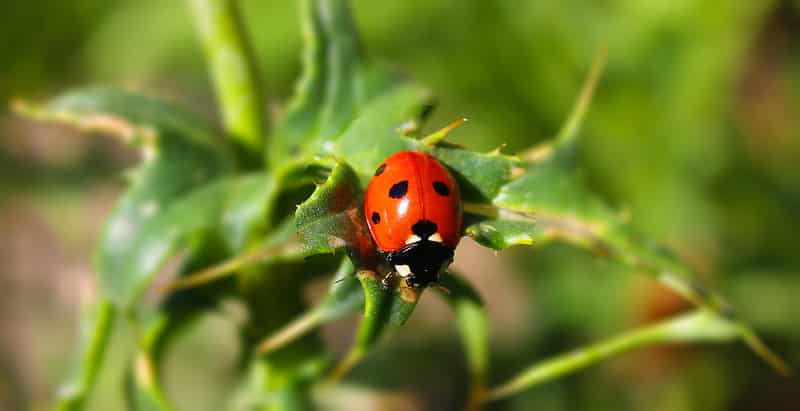 Lady bugs are predatory bugs and excellent choice for eliminating spider mites