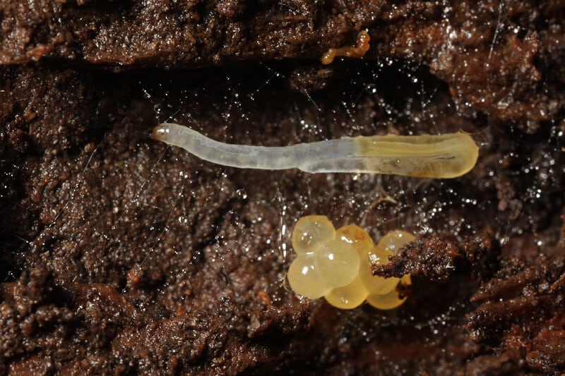 Fungus gnats larvae and eggs